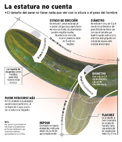 Infografías del Pene.